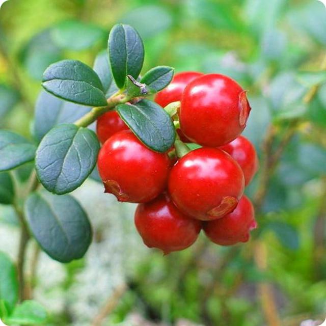 Graines d’airelle rouge pour une plantation facile