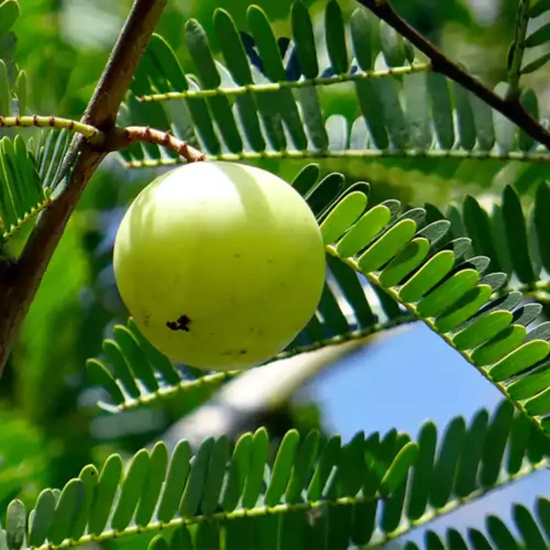 Graines d’amla pour une plantation facile
