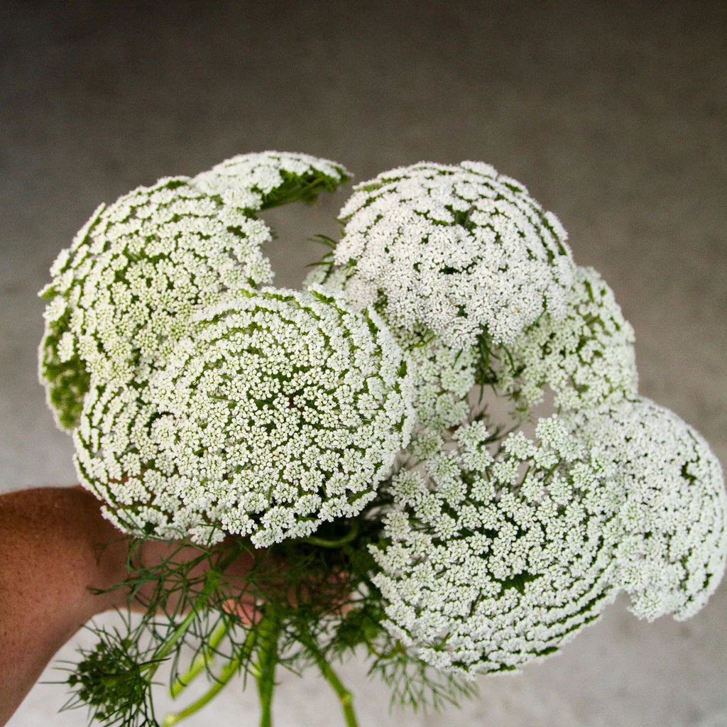 Ammi Visnage Blumensamen zur Aussaat Halbschatten verträglich Traditionssorte & ohne Gentechnik Samen Hausgarten