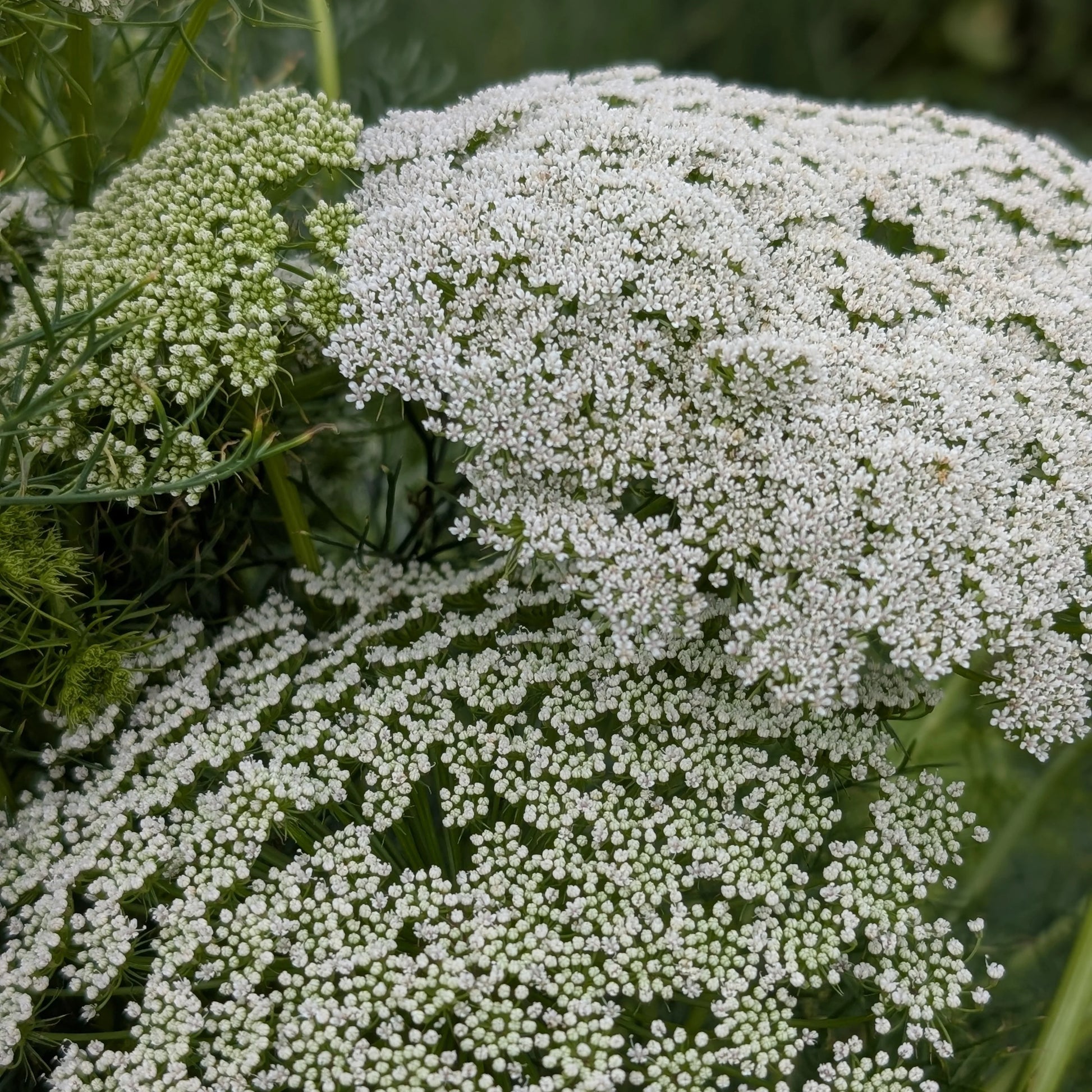 Ammi Visnage Blumensamen zur Aussaat Halbschatten verträglich Traditionssorte & ohne Gentechnik Samen Hausgarten