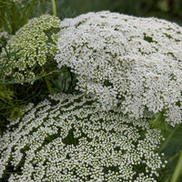 Ammi Visnage Blumensamen zur Aussaat Halbschatten verträglich Traditionssorte & ohne Gentechnik Samen Hausgarten