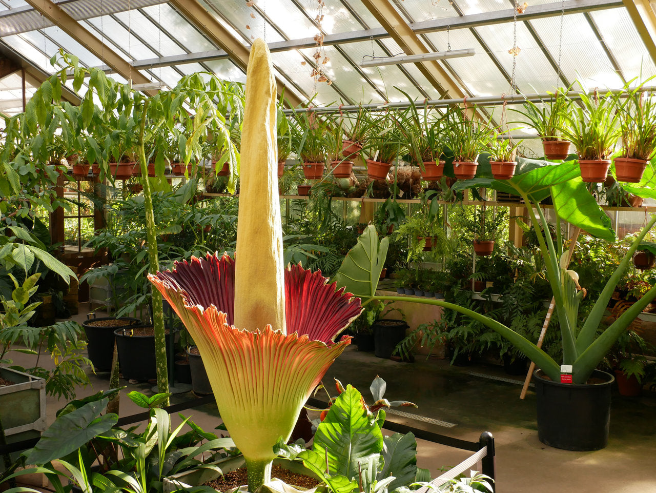 Non-gmo amorphophallus titanum samen