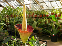 Non-gmo amorphophallus titanum samen