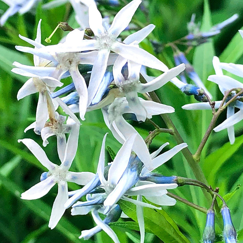 Graines de fleurs d’Amsonia hubrichtii, à semer, longue saison de floraison, variété traditionnelle, sans OGM, graines pour jardin familial