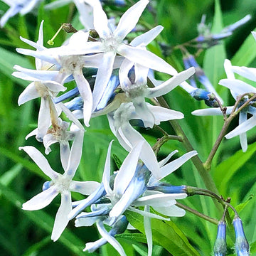 Amsonia Hubrichtii Blumensamen zur Aussaat lang Blüte Saison Traditionssorte & ohne Gentechnik Samen Hausgarten