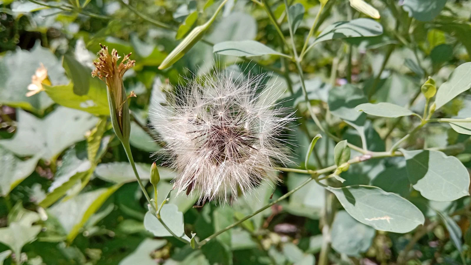 Papalo Blumensamen zur Aussaat – robust Sorte – Traditionssorte & ohne Gentechnik Samen Hausgarten