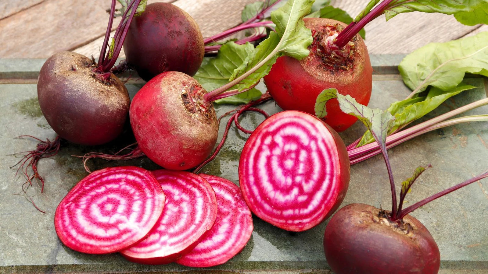 Rot Chioggia Beet Samen for Home Gardening