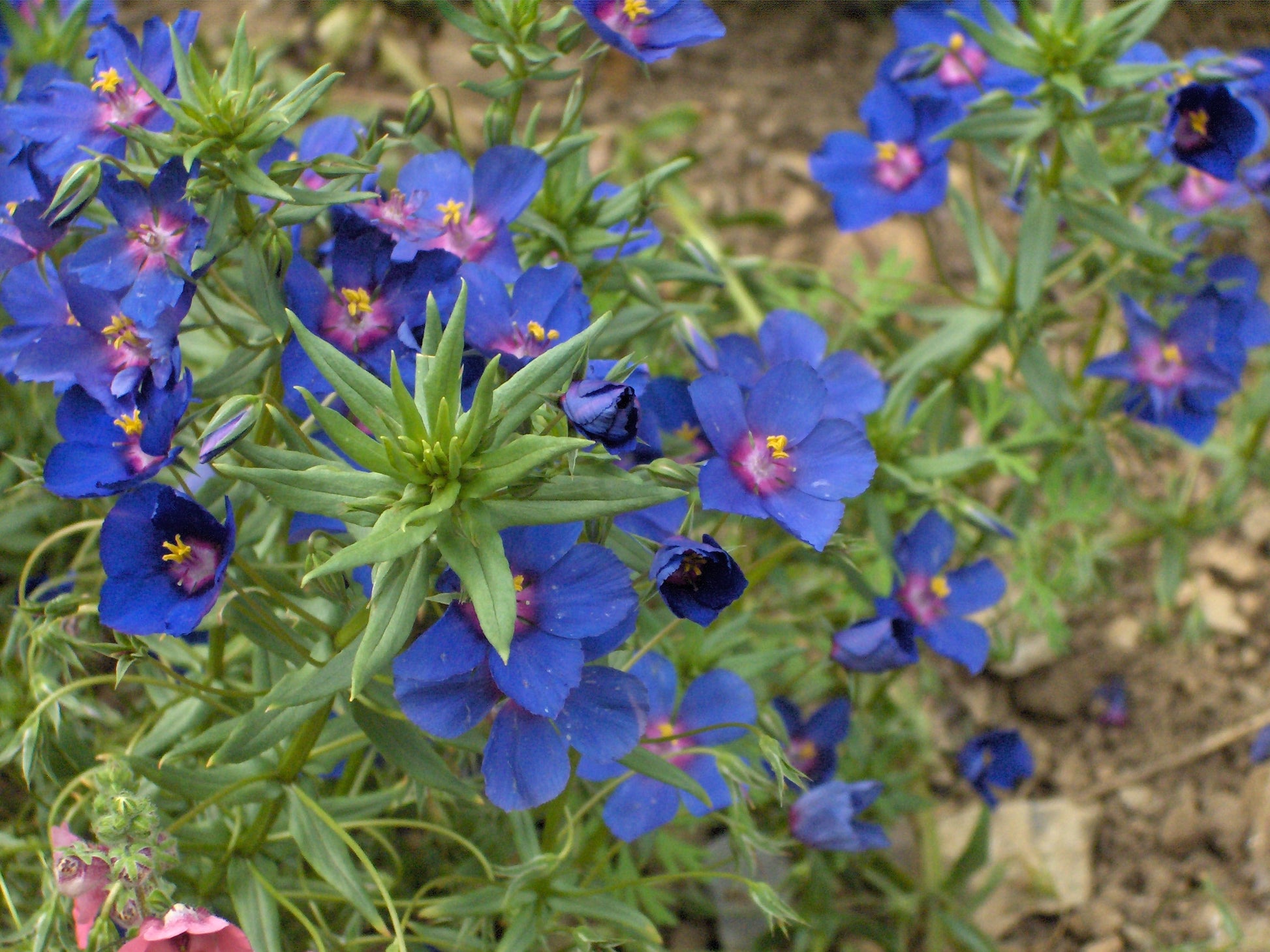 Blau Pimpernel Anagallis Blumensamen zur Aussaat – Wildblume Mischung – Traditionssorte & ohne Gentechnik Samen Hausgarten
