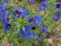 Blau Pimpernel Anagallis Blumensamen zur Aussaat – Wildblume Mischung – Traditionssorte & ohne Gentechnik Samen Hausgarten