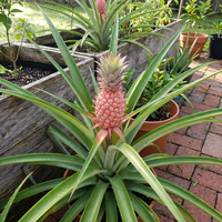 Ananas Samen Pink Pineapple