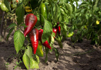 Premium Ancho Samen zum Pflanzen in Your Garden