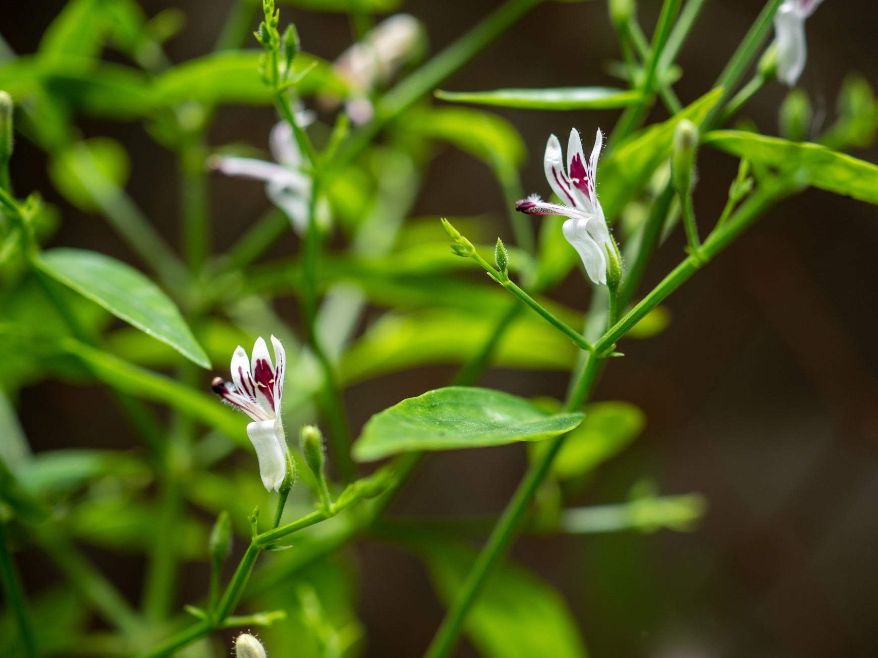 Andrographis Blumensamen zur Aussaat kompakt Wuchs Traditionssorte & ohne Gentechnik Samen Hausgarten
