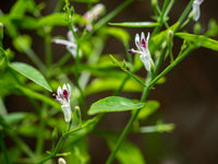 Andrographis Blumensamen zur Aussaat kompakt Wuchs Traditionssorte & ohne Gentechnik Samen Hausgarten