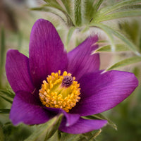 Violett Anemone Pulsatilla Blumensamen zur Aussaat duftend Blüten Traditionssorte & ohne Gentechnik Samen Hausgarten