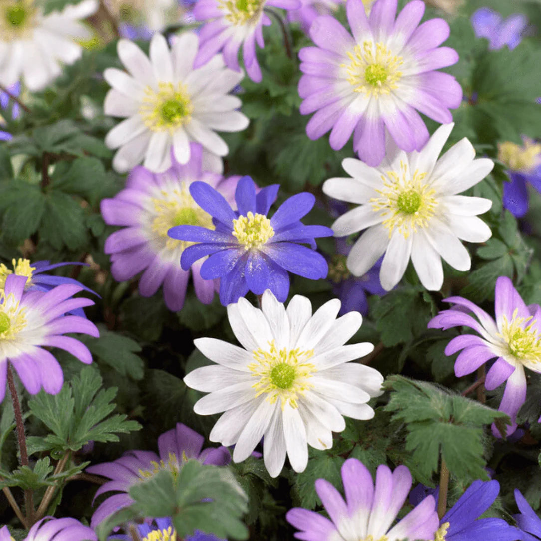 Anemone Blanda Blumensamen zur Aussaat – duftend Blüten – Traditionssorte & ohne Gentechnik Samen Hausgarten