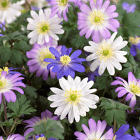 Anemone Blanda Blumensamen zur Aussaat – duftend Blüten – Traditionssorte & ohne Gentechnik Samen Hausgarten