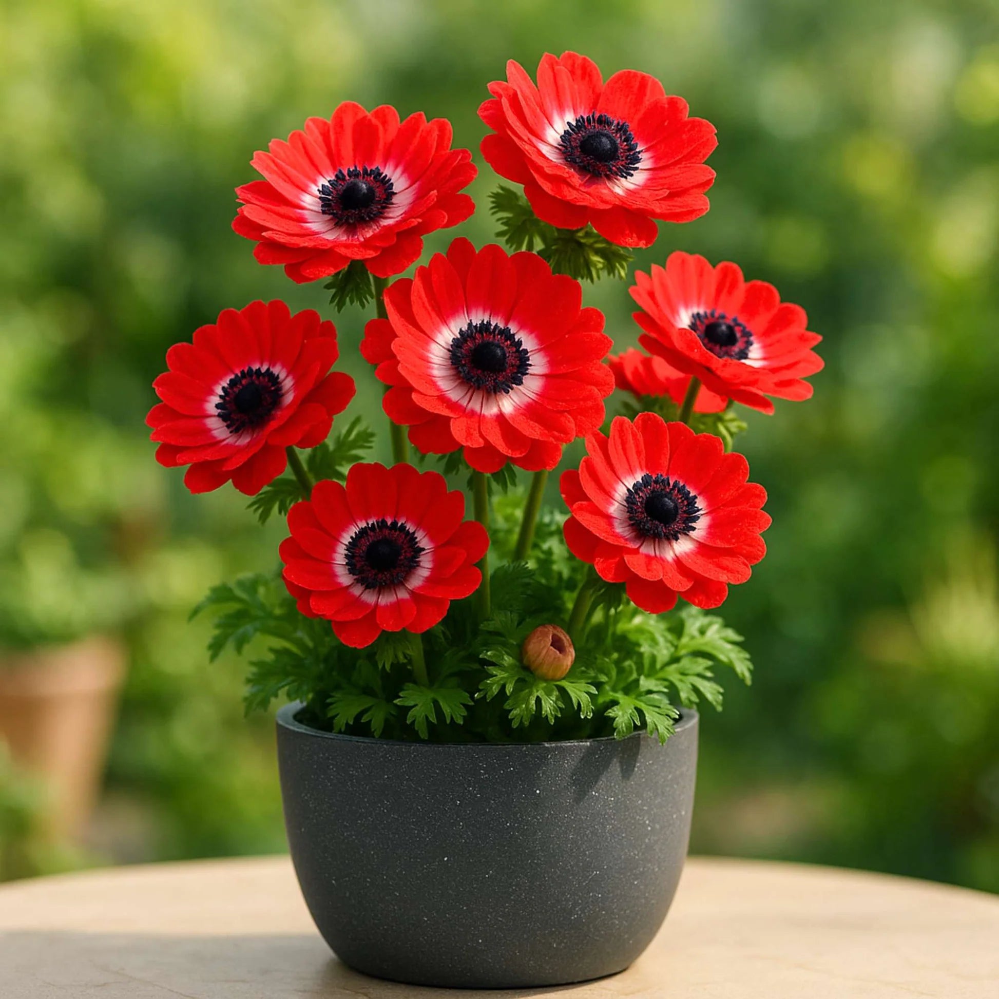 Rot Anemone Blumensamen zur Aussaat – leuchtend Blüten – Traditionssorte & ohne Gentechnik Samen Hausgarten