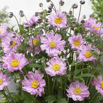 Fantasy Pocahontas Anemone Blumensamen zur Aussaat sonnenliebend Traditionssorte & ohne Gentechnik Samen Hausgarten