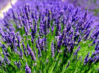 Blau angustifolia flowering samen for gardens