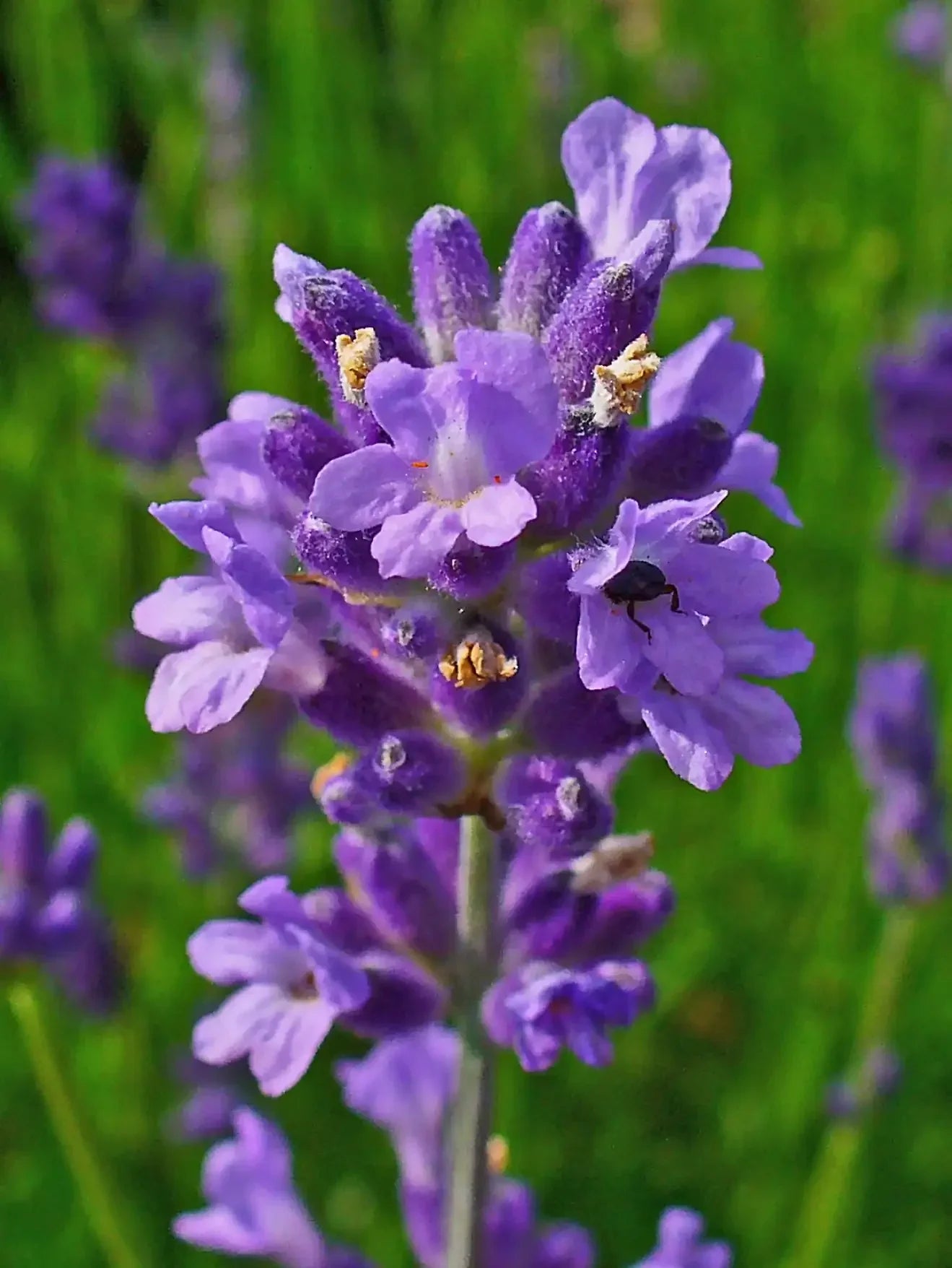 Angustifolia flowering samen for gardens