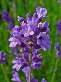 Angustifolia flowering samen for gardens