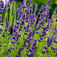 Non gmo blau angustifolia samen