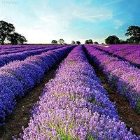 Blau angustifolia samen for anpflanzung