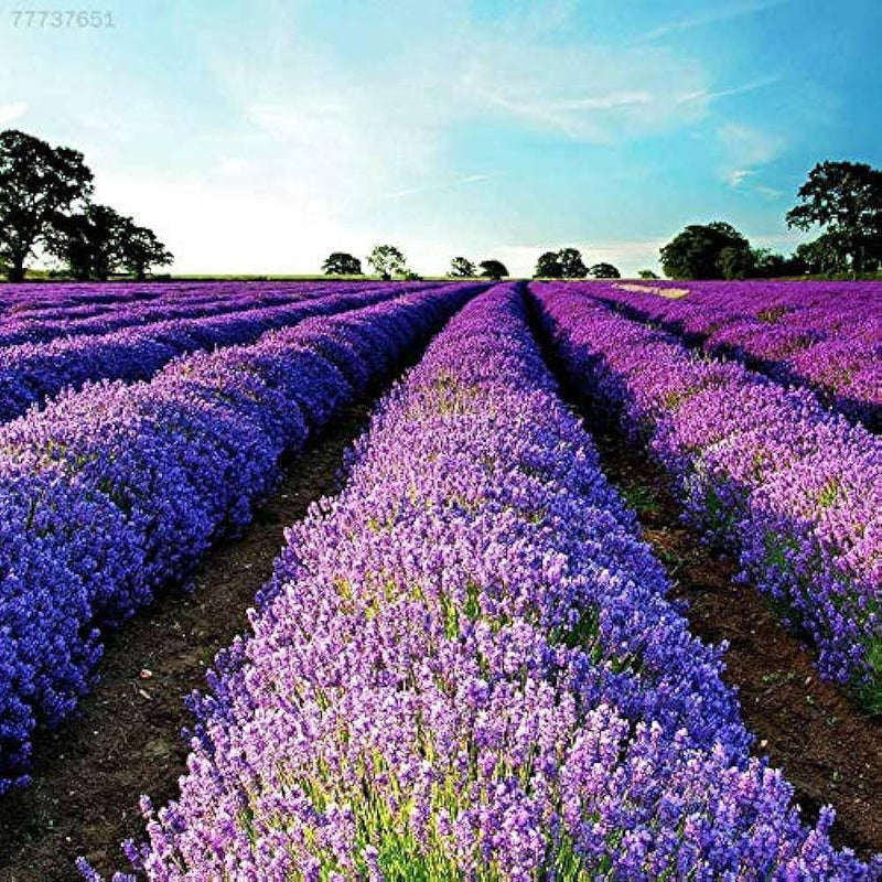 Blau angustifolia samen for anpflanzung