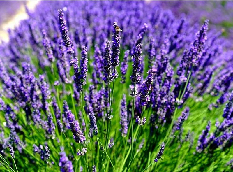 Angustifolia blume samen for anpflanzung