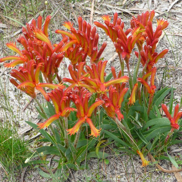 Anigozanthos Humilis Kangaroo Paw Blumensamen einfache Aussaat