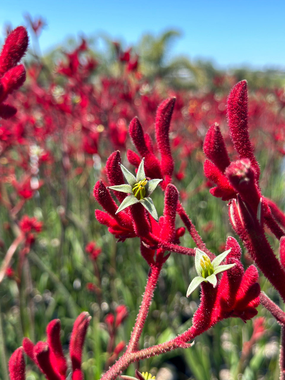 Anigozanthos Blumensamen zur Aussaat pflegeleicht Traditionssorte & ohne Gentechnik Samen Hausgarten