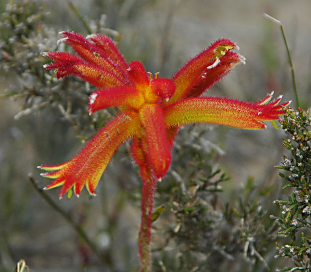 Anigozanthos Humilis Kangaroo Paw Blumensamen einfache Aussaat
