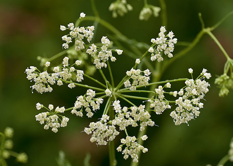 Anisum Blumensamen zur Aussaat Wildblume Mischung Traditionssorte & ohne Gentechnik Samen Hausgarten