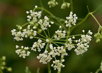 Anisum Blumensamen zur Aussaat Wildblume Mischung Traditionssorte & ohne Gentechnik Samen Hausgarten