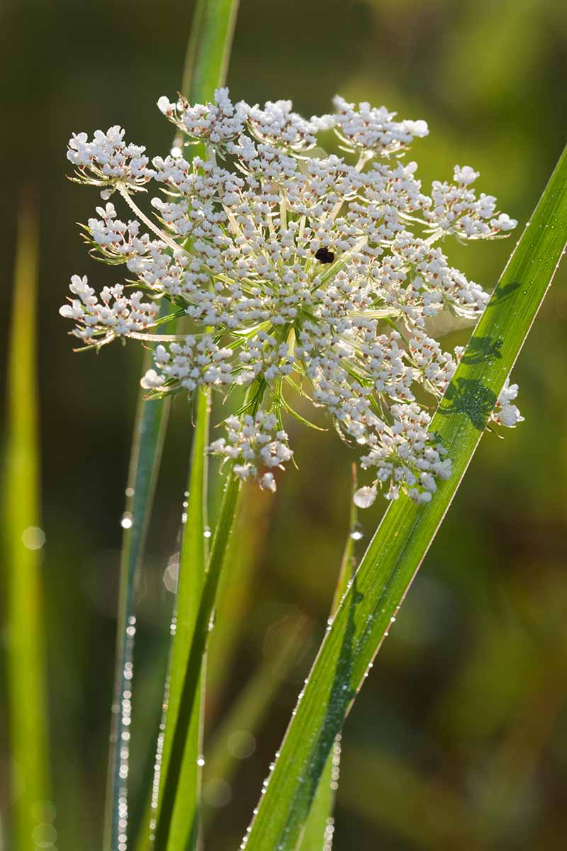 Anne’s lace flowering samen for gardens
