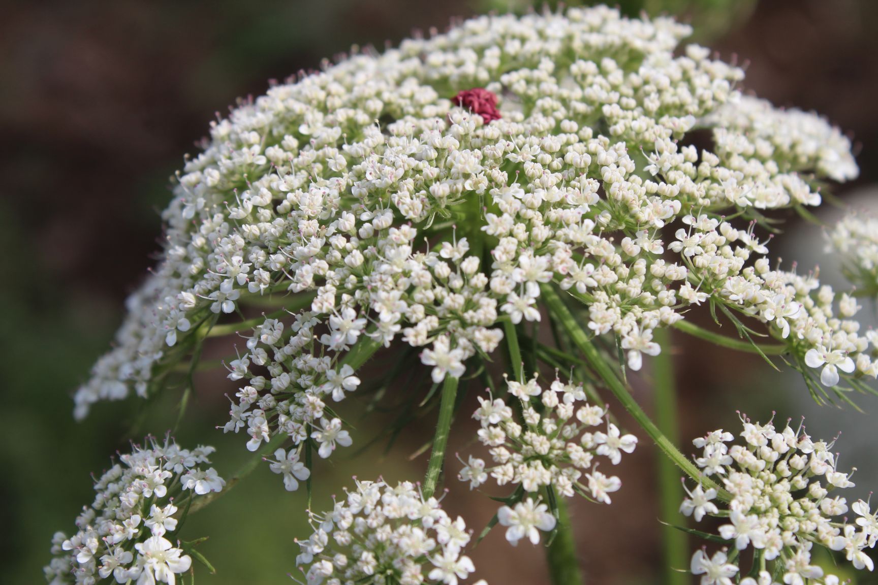 Non gmo anne’s lace samen