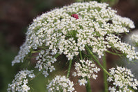 Non gmo anne’s lace samen
