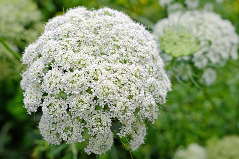 Anne’s lace weiß blume samen for anpflanzung