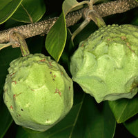 Annona cherimola Fruchtsamen für einfaches Anpflanzen