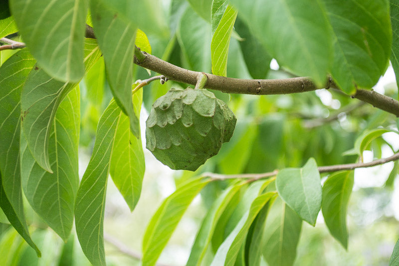 Annona cherimola Fruchtsamen für einfaches Anpflanzen