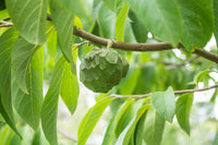 Annona cherimola Fruchtsamen für einfaches Anpflanzen