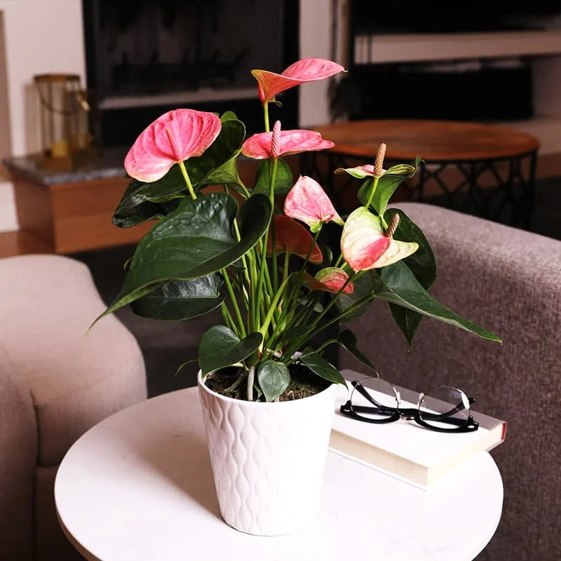 Cream rosa anthurium flowering samen for töpfen