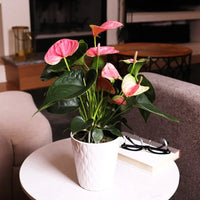 Cream rosa anthurium flowering samen for töpfen