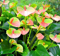Exotic anthurium flowering samen for gardens