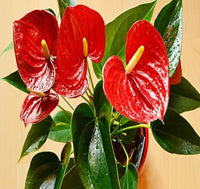Grün rot anthurium flowering samen for gardening