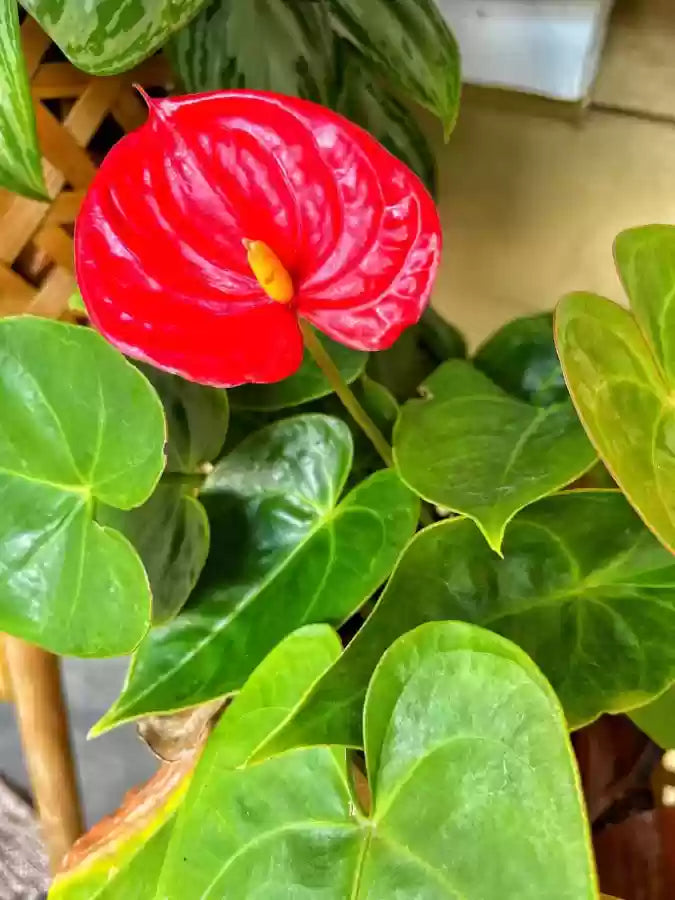 Non gmo grün rot anthurium samen