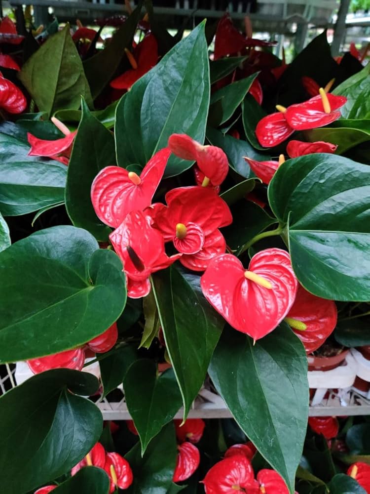Non gmo anthurium samen