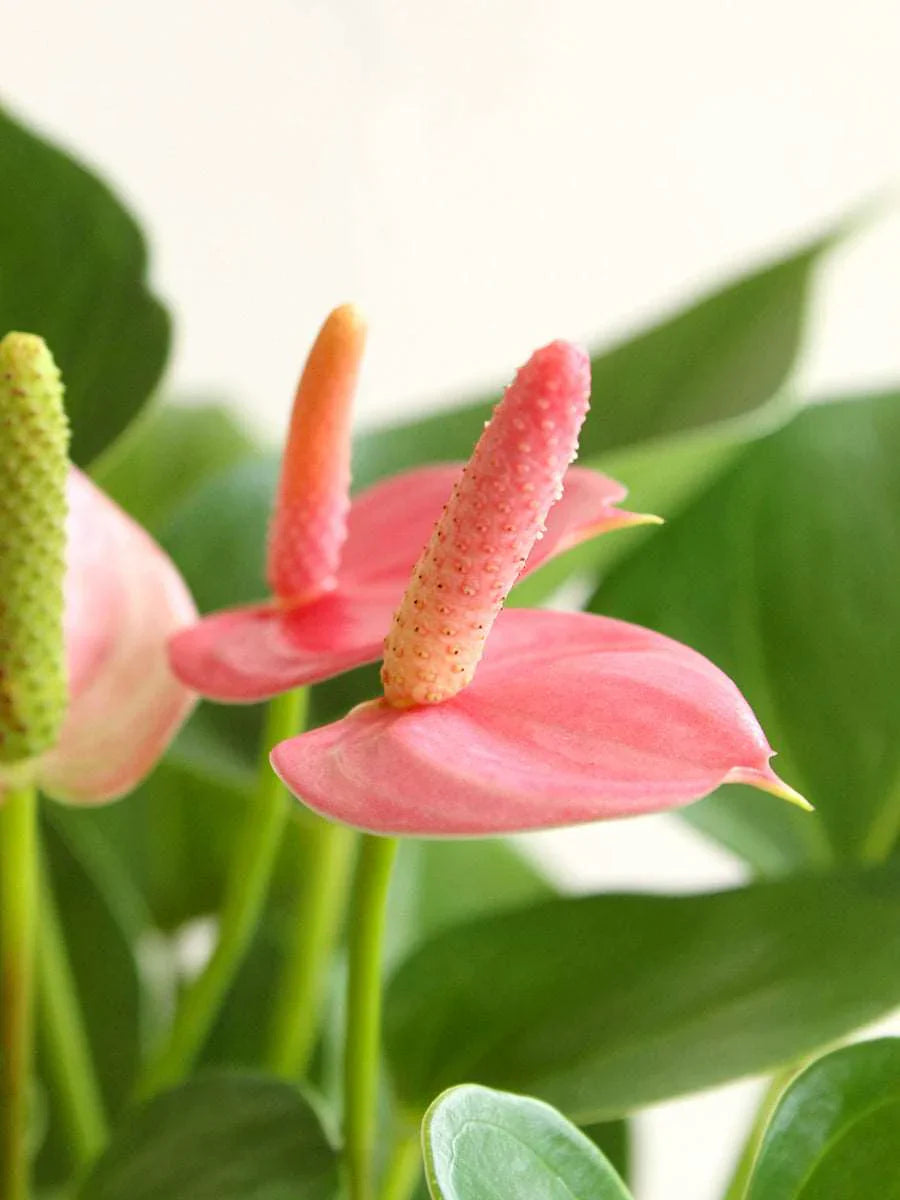 Ornamental cream rosa anthurium samen for decorative anpflanzung