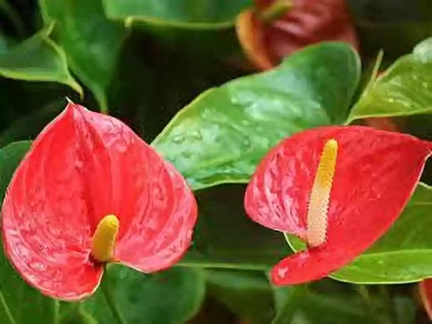 Ornamental grün rot anthurium samen for indoor décor