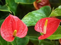 Ornamental grün rot anthurium samen for indoor décor